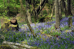 Bluebells by Neil Salisbury